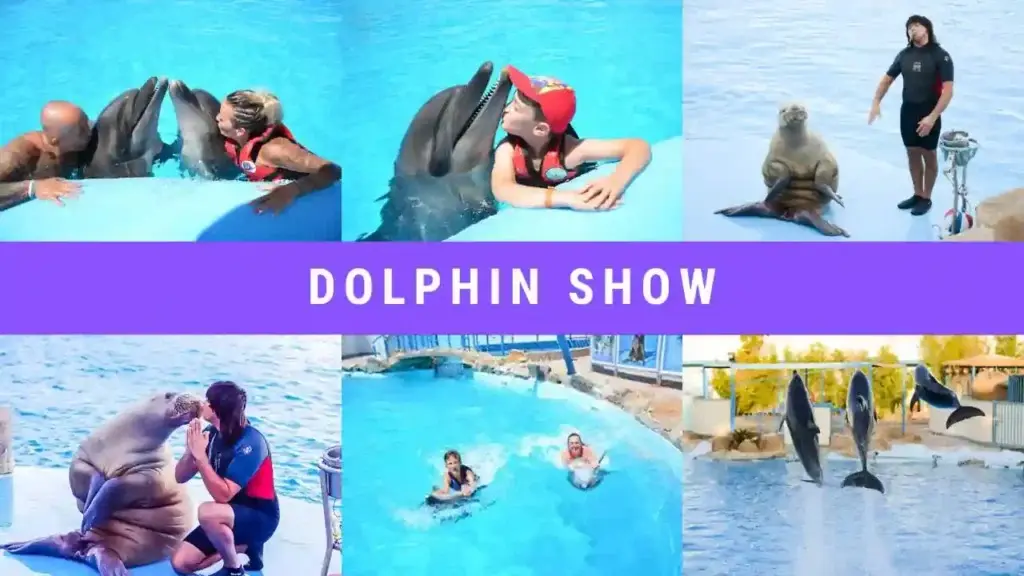 Hurghada Dolphin Experience | Unforgettable Moments with the Sea’s Friendliest Creatures (Adult)