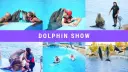 Hurghada Dolphin Experience | Unforgettable Moments with the Sea’s Friendliest Creatures